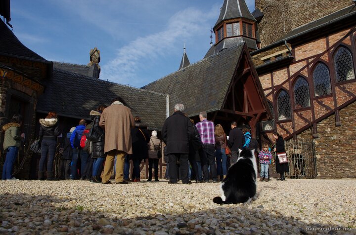 Cat's Kingdom